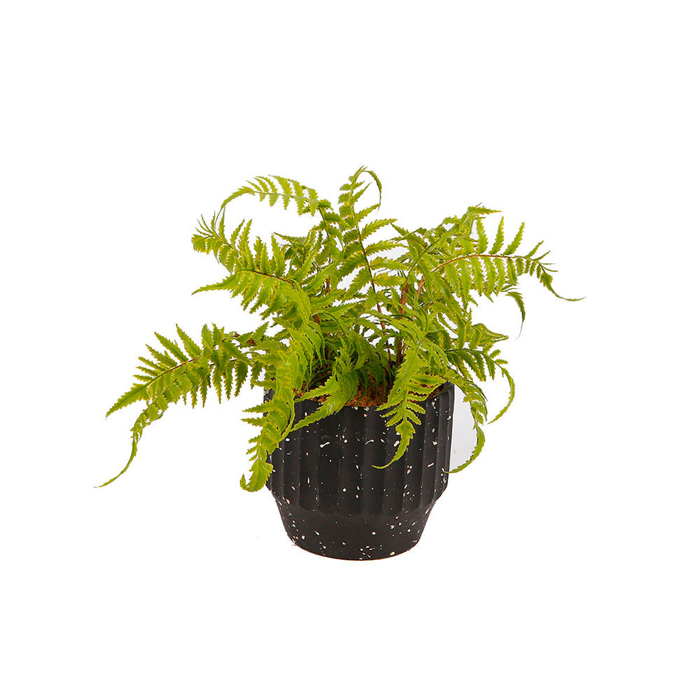 Helecho Artificial Bobby - Verde y Negro - Tugow