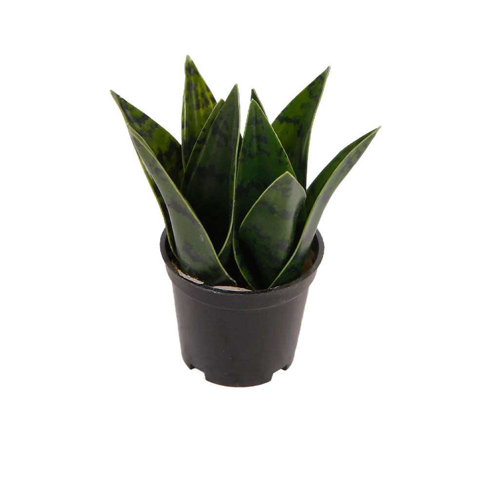 Planta Artificial Zayn - Verde y Negro - Tugow