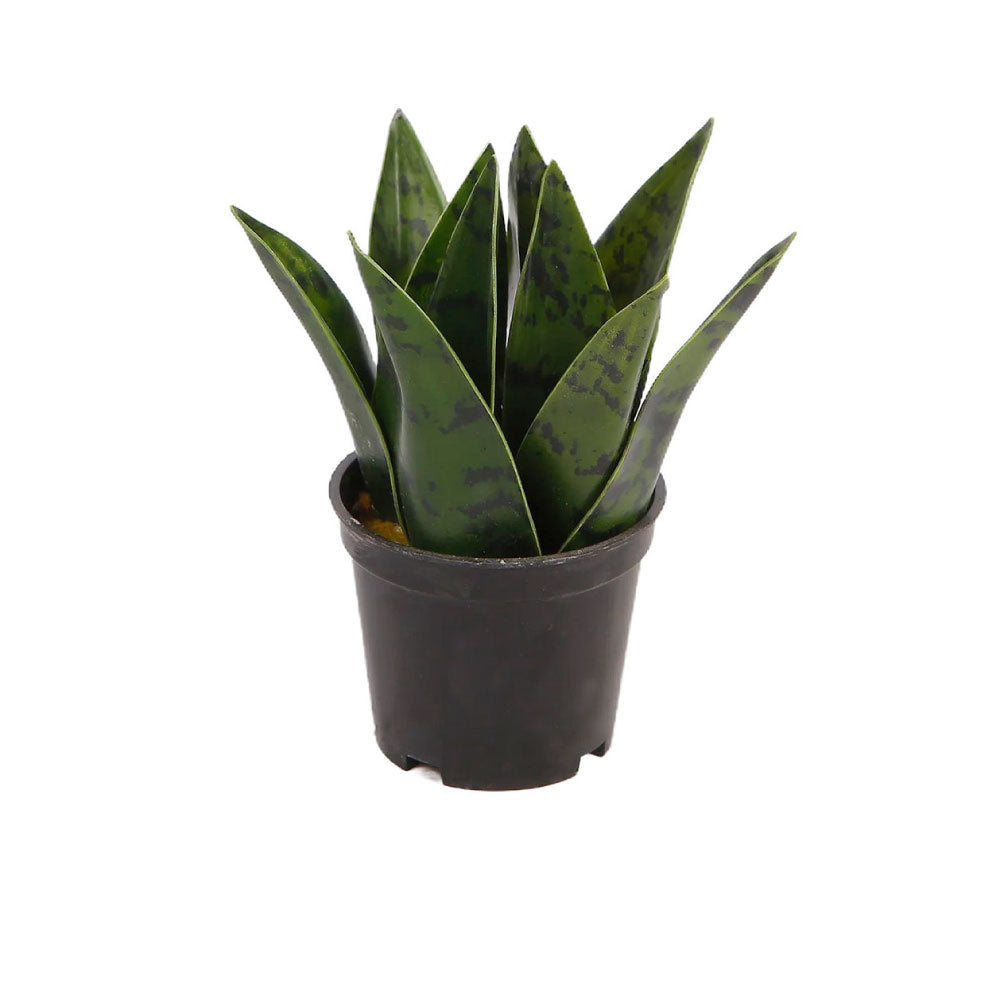 Planta Artificial Zayn - Verde y Negro - Tugow
