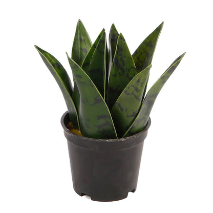 Planta Artificial Zayn - Verde y Negro - Tugow