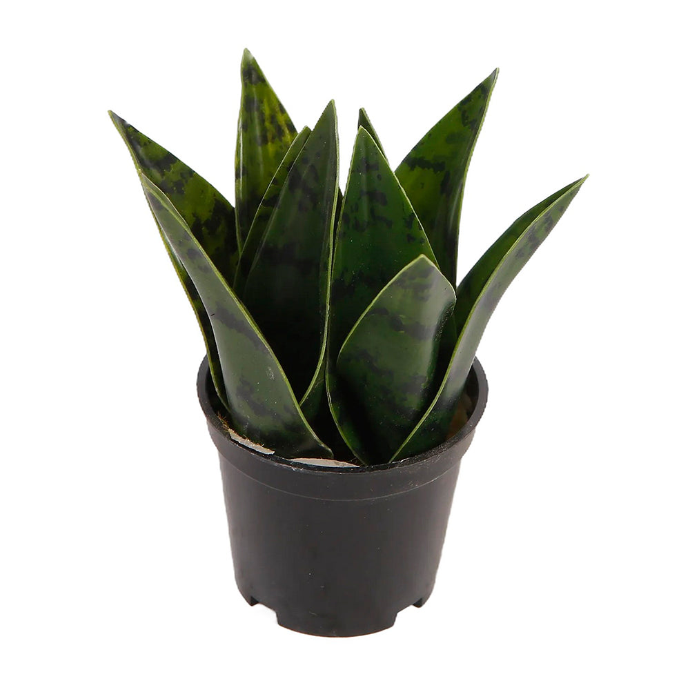 Planta Artificial Zayn - Verde y Negro - Tugow