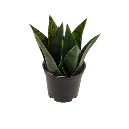 Planta Artificial Zayn - Verde y Negro - Tugow