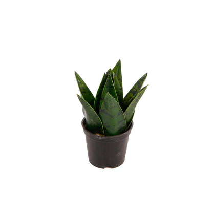 Planta Artificial Zayn - Verde y Negro - Tugow