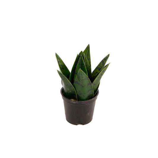 Planta Artificial Zayn - Verde y Negro - Tugow